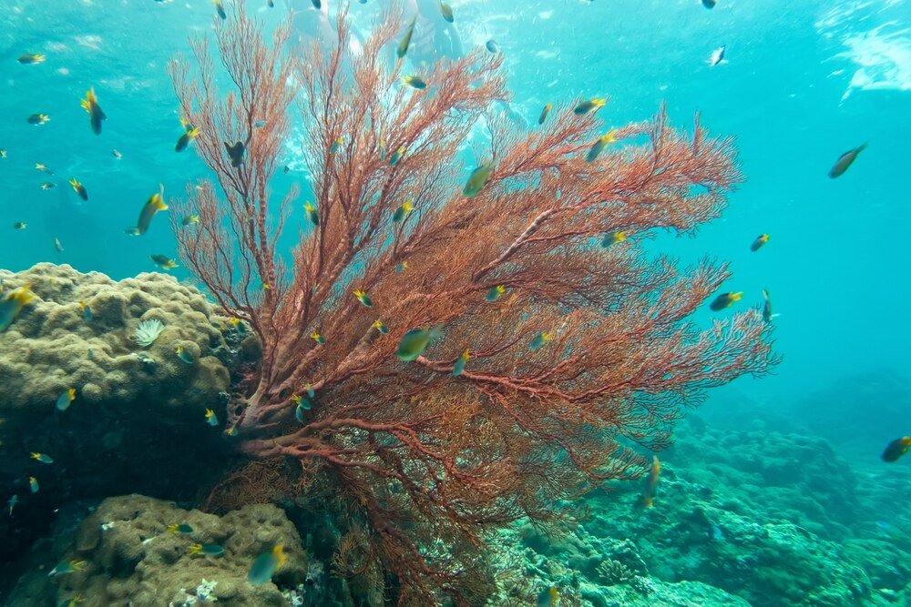 najlepsze-rafy-koralowe-w-chorwacji-dla-milosnikow-snorkelingu