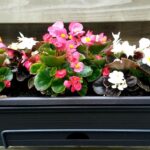 kwiaty-do-donic-na-taras-jakie-gatunki-wybrac-by-cieszyc-sie-pieknem-przez-caly-sezon