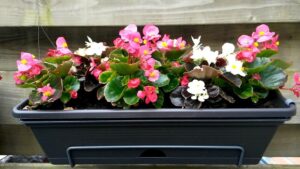 kwiaty-do-donic-na-taras-jakie-gatunki-wybrac-by-cieszyc-sie-pieknem-przez-caly-sezon