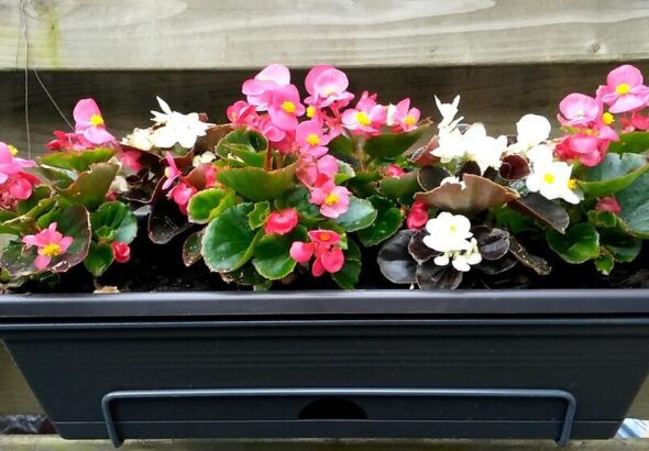 kwiaty-do-donic-na-taras-jakie-gatunki-wybrac-by-cieszyc-sie-pieknem-przez-caly-sezon