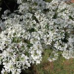 kwiaty-doniczkowe-kwitnace-na-bialo-top-10-najpiekniejszych-gatunkow