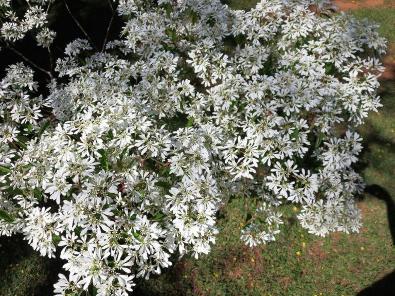 kwiaty-doniczkowe-kwitnace-na-bialo-top-10-najpiekniejszych-gatunkow