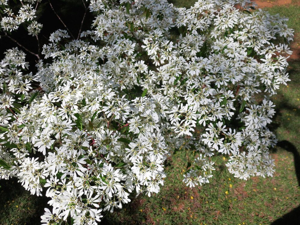 kwiaty-doniczkowe-kwitnace-na-bialo-top-10-najpiekniejszych-gatunkow